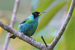 Green Honeycreeper